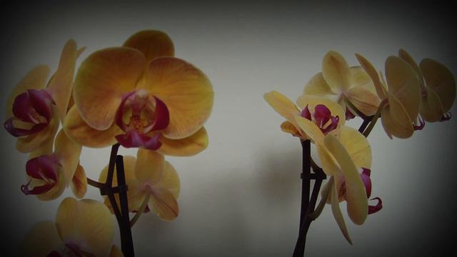 Orchid Blossom смотреть онлайн