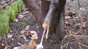 Прививка груши на айву вращеп