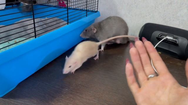 Как дела у моих крыс ? смотреть онлайн