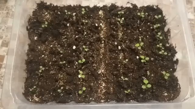 Петуния от посева до первой подкормки. смотреть онлайн