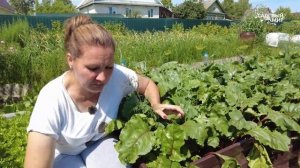 Свекольные хитрости. Чем подкормить свёклу в июле-августе!