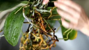 Как пересадить орхидею в домашних условиях