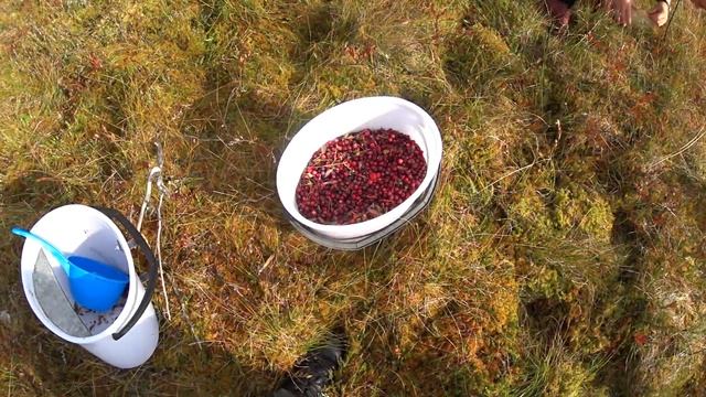 БЫСТРЫЙ СПОСОБ СБОРА КЛЮКВЫ /ТАЙГА / ПОХОД / КЛЮКВА / ГРИБЫ смотреть онлайн