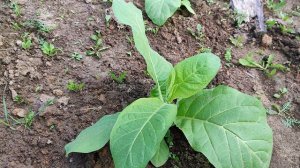 Вирджиния Ред. Goose Creek Red #Shorts