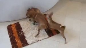 Той Терьеры играют