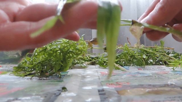 У меня появились новые растения Синема, Гигрофила коричневая, криптокорины и другие смотреть онлайн