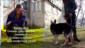 Отучаем щенка идти к другим людям