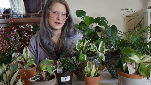 Spring Houseplant Haul | how to pick healthy air plants | 2019 смотреть онлайн