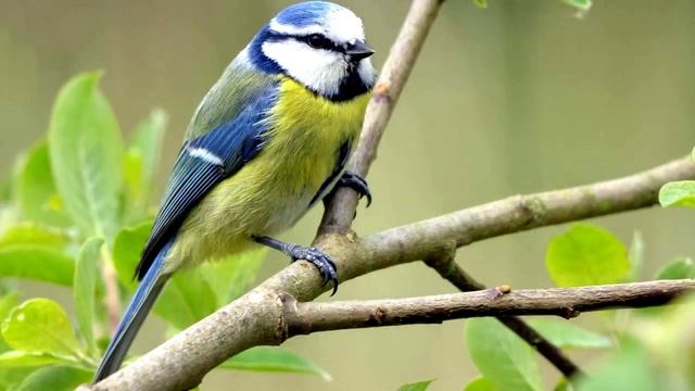 КРАСИВОЕ ПЕНИЕ ЛАЗОРЕВКИ  (Cyanistes caeruleus)