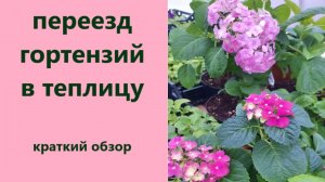 Состояние гортензий после переезда в теплицу. Обзор черенков в теплице и дома.