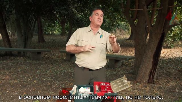 Исследования перелетных птиц на озере Хула смотреть онлайн