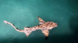 Рыбалка на Мальдивах . остров гули.поймали акулу.