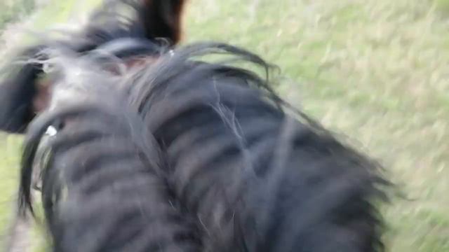 Лошадь ПАМА чуть не скинула меня 🌾🐎🌾🐎🌾🐎 смотреть онлайн