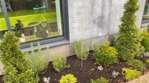 Vlog 238 - Секреты английского огорода. Что растёт на огороде в январе а Англии