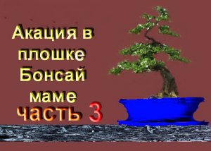 Акация маме бонсай часть 3 обрезка весной.