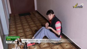 Дрессировка щенка малинуа, развитие настойчивости в теме движения за кормом