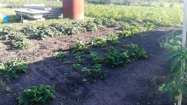 СХОДИЛИ НА ПРАЗДНИК /ЗАЕХАЛИ НА ПРУД/ЗАКАТАЛА ПОМИДОРЫ/ОБЫЧНЫЙ ДЕНЬ В ДЕРЕВНЕ смотреть онлайн