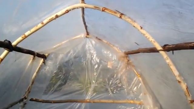 Теплица из берёзовых веток смотреть онлайн