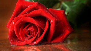 Футаж. Цветы над водой 15