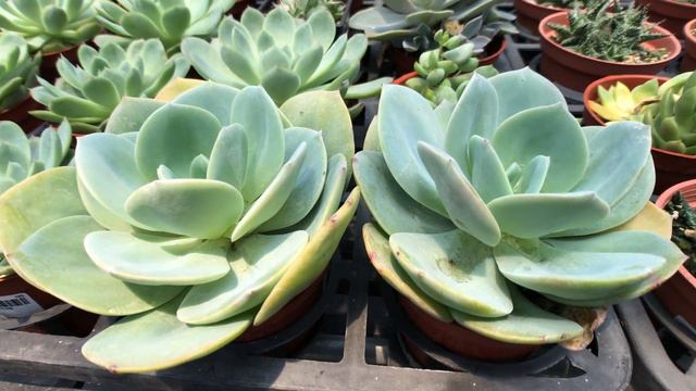 Echeveria cv. hakuhou 多肉植物圖鑑 白鳳 смотреть онлайн
