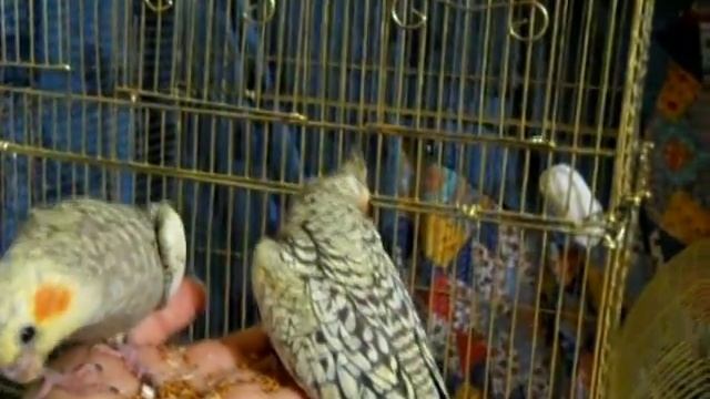 Итоги разведения. Попугаи нимфы - кореллы Кузя и Фиби (разведение) 21 Птенецы корелл.