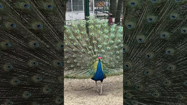 Красота в глазах смотрящего #music #рекомендации #релакс #путешествия смотреть онлайн