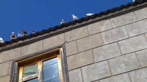 Продаются двухчубые голуби в связи с переездом. Бураево у Ивлева Евгения.