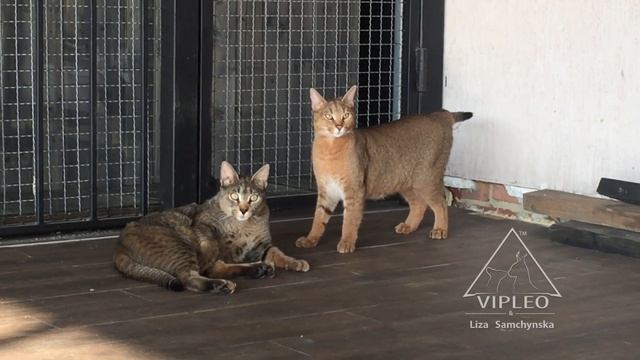 Каракеты Ф1 Нора и Диметра - две сестры, красавицы. смотреть онлайн