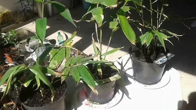 Бамбук из семян (ч.1) смотреть онлайн