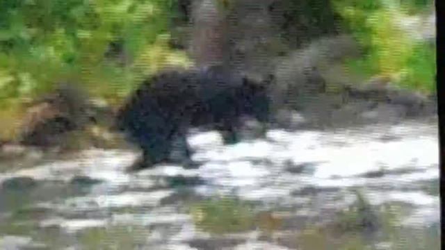 Медведь ловит рыбу. смотреть онлайн