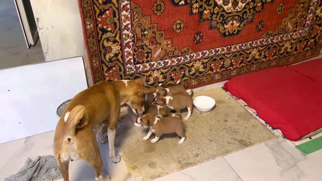 Щенки басенджи 2022 смотреть онлайн