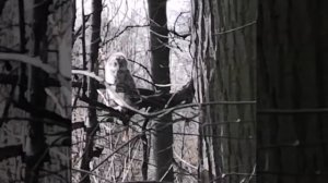 кане-корсо, сова в лесу