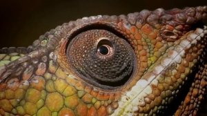 5 interesting facts about animals