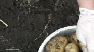 ВЫСОКОУРОЖАЙНЫЙ И ВКУСНЫЙ СОРТ КАРТОФЕЛЯ  ЗЕКУРА