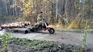 Муравей везёт дрова по бездорожью