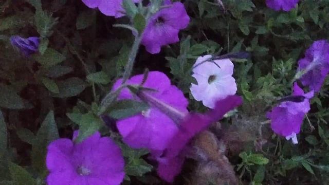 Вечерняя гостья. Бабочка ? Похожа на колибри. Бабочки Бражники. Сфинксы. Хоботник.