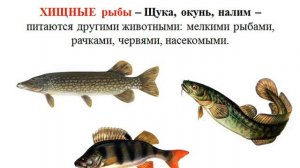 Окружающий мир. Тема: РЫБЫ