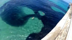 Самый большой косяк рыб у берега