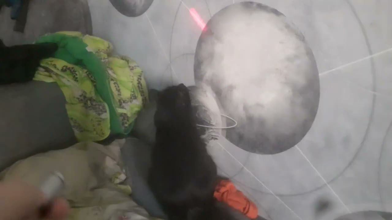 лазер+кошка= смотреть онлайн