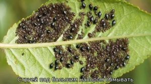 Тля на персике, чем обработать