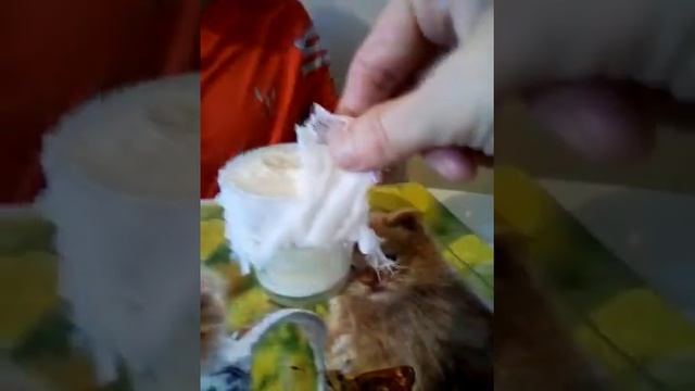 Творожок из молока и хлористого кальция.