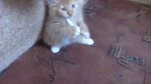 Отучивают кота курить