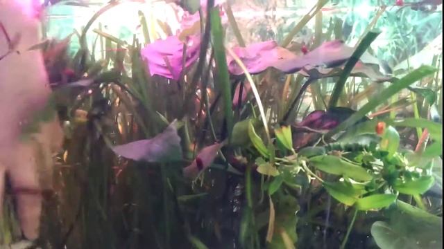 Начало чистки аквариума, аквариумные рыбки смотреть онлайн