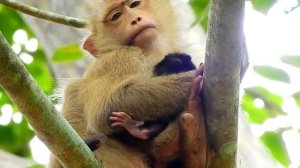 Поздравляем! Обезьяна Роза родила милую новую детскую обезьянку