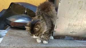 Кошка встречает