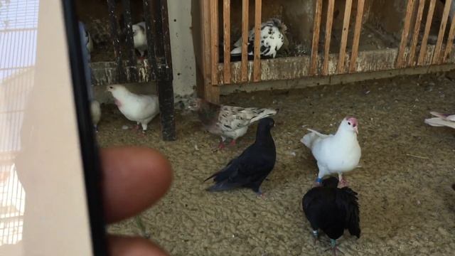 #Pigeons.Творог с имбирём и с душистым перцем для голубей. смотреть онлайн