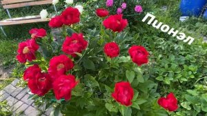 Мой АЛЕНЬКИЙ ЦВЕТОЧЕК -пион Mackinac Grand