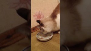 Голодный кот орет