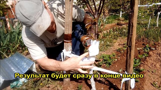 Спасаю сливу, ТЛЯ Атакует! Создаю преграду для муравьев, показываю как работает | 23 мая 2023 г. смотреть онлайн