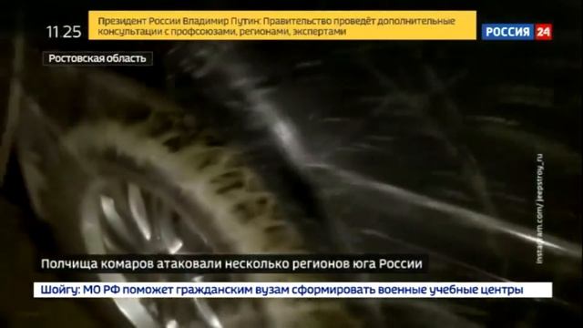 Комары в Таганроге! Зелёные комары на канале РОССИЯ.. смотреть онлайн